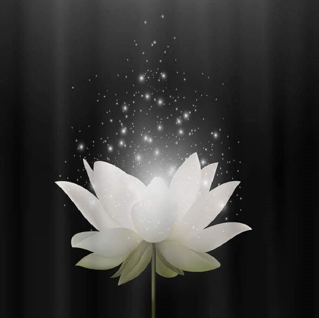 Tải 50+ hình hình họa hoa sen white đám tang đẹp nhất, ý nghĩa