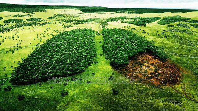 Chặt phá rừng đồng nghĩa với việc “lá phổi” của trái đất bị hư hại