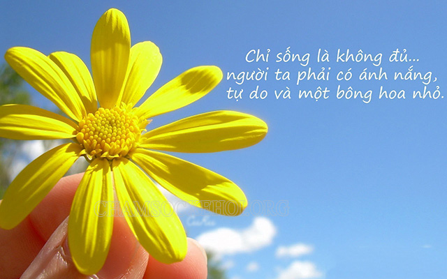 STT ngày mới ngắn gọn, súc tích và ấn tượng