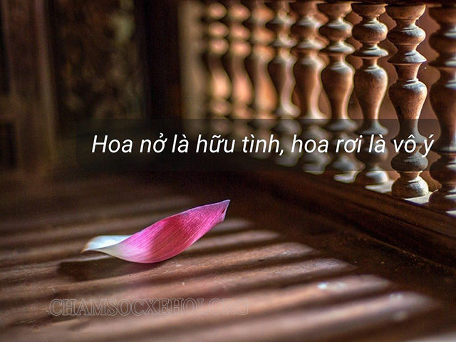 STT đi chùa cầu tình duyên hay