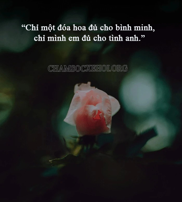Stt thả thính crush bằng hoa cực dễ thương