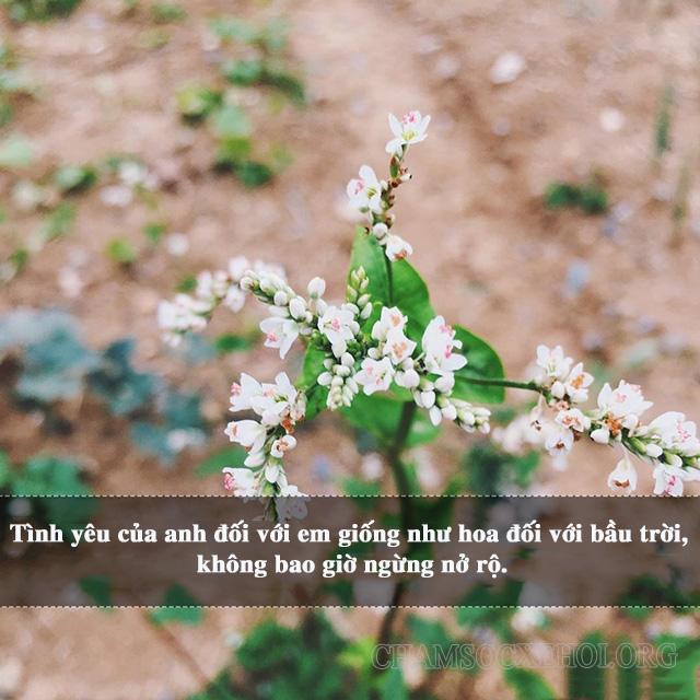 Status thả thính hay nhất về hoa