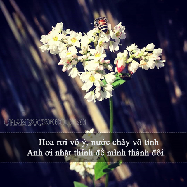 Stt thả thính về hoa thú vị, siêu dính
