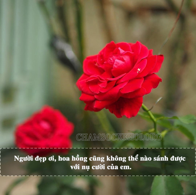 Stt thả thính về hoa ngọt ngào và lãng mạn