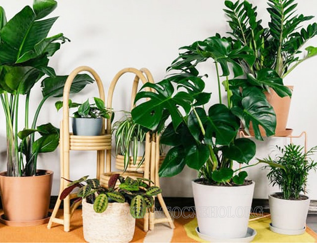Trồng các loại cây phong thủy hợp mệnh