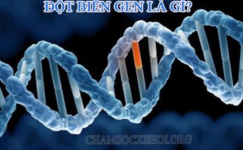 Đột biến gen là sự thay đổi trong trình tự DNA khi tạo nên một gen