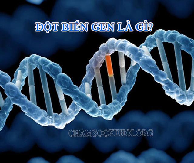 Đột biến gen là sự thay đổi trong trình tự DNA khi tạo nên một gen