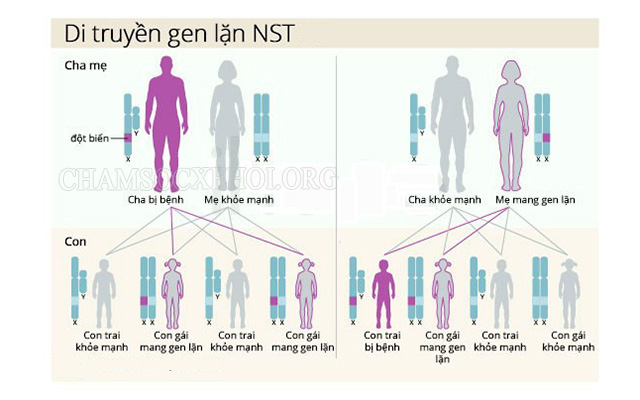 Di truyền gen lặn trên NST ở người 