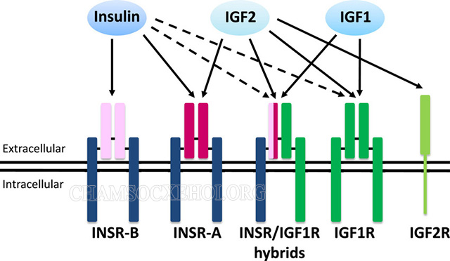 Gen IGF2 mã hóa cho insulin biểu hiện từ alen có nguồn gốc từ bố