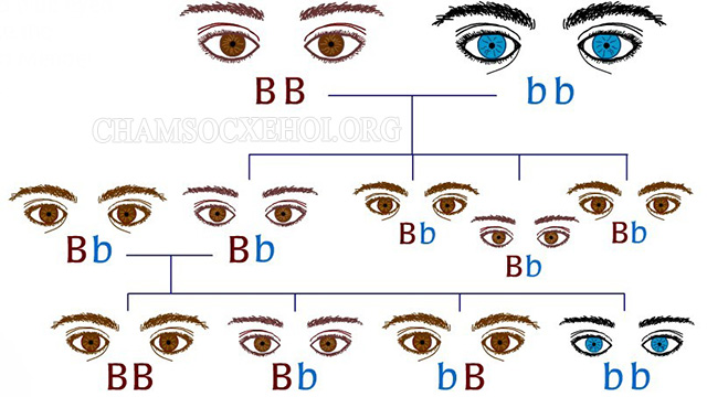 Gen trội là gì? Mắt màu nâu là do gen trội