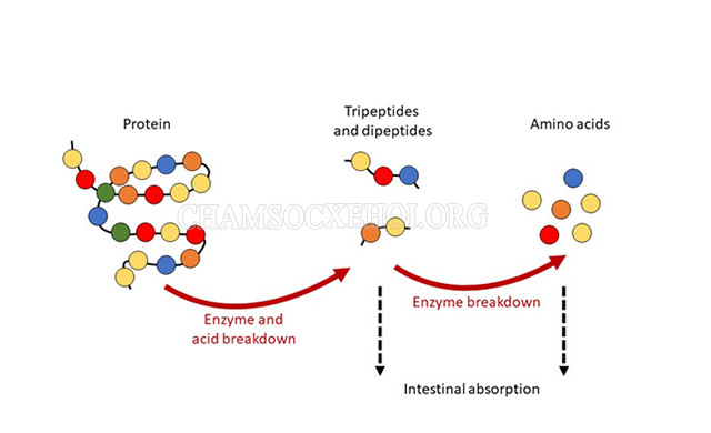 Protein chuyển hóa thành amino acids và là một phần trong tế bào cơ thể người 