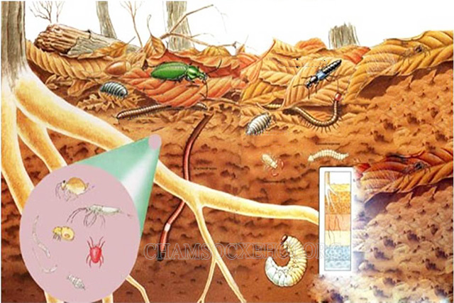 Sinh vật Saprobian – Tác nhân chính phân hủy và tuần hoàn tất cả chất hữu cơ có ở trong đất