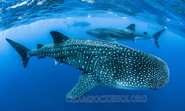 “Whale shark” là tên của cá mập voi