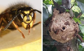 Ong vò vẽ – Loài ong có tính hung hãn và có nọc độc