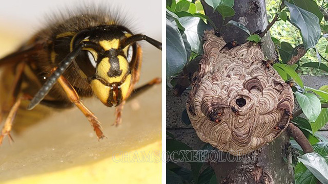 Ong vò vẽ – Loài ong có tính hung hãn và có nọc độc