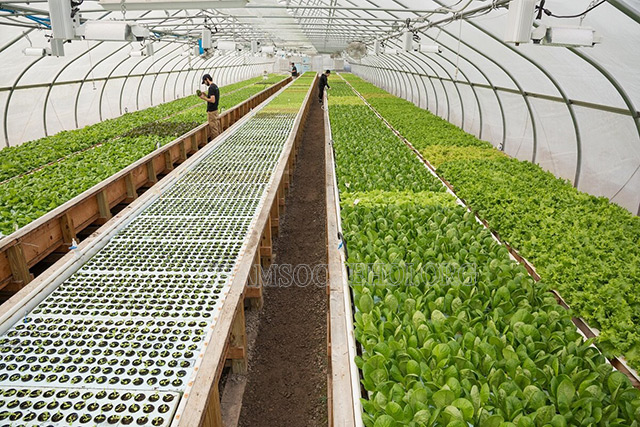 Mô hình Aquaponics mang lại nguồn sản lượng vô cùng lớn