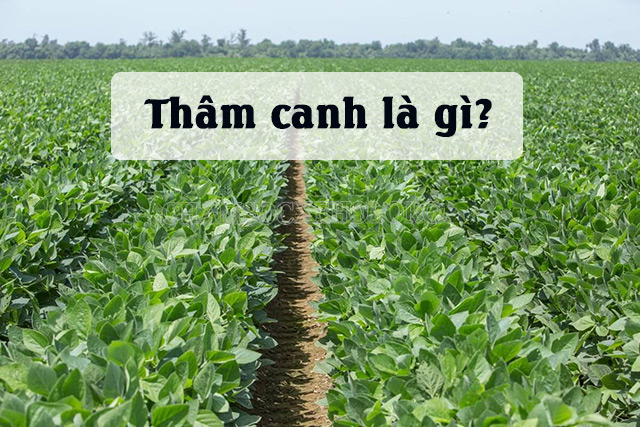 Thâm canh là phương thức giúp gia tăng năng suất hoa màu