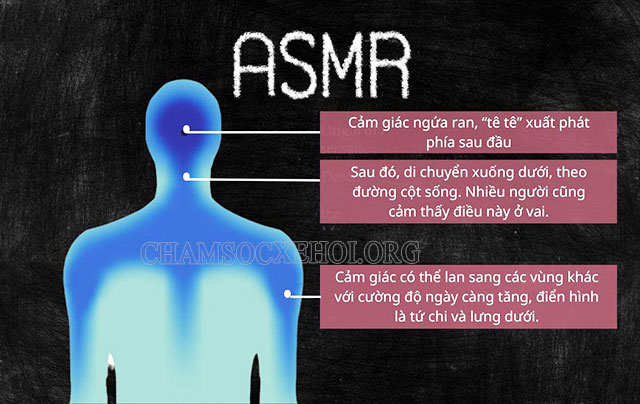 ASMR – phản ứng cực khoái của cơ thể khi tiếp nhận một số kích thích