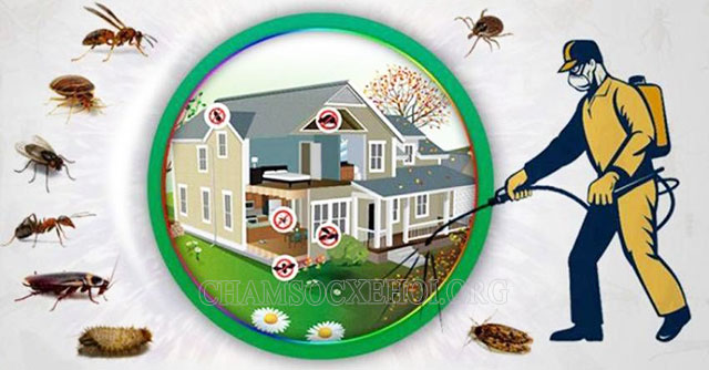 Chủ động phun thuốc để tiêu diệt các loại côn trùng 